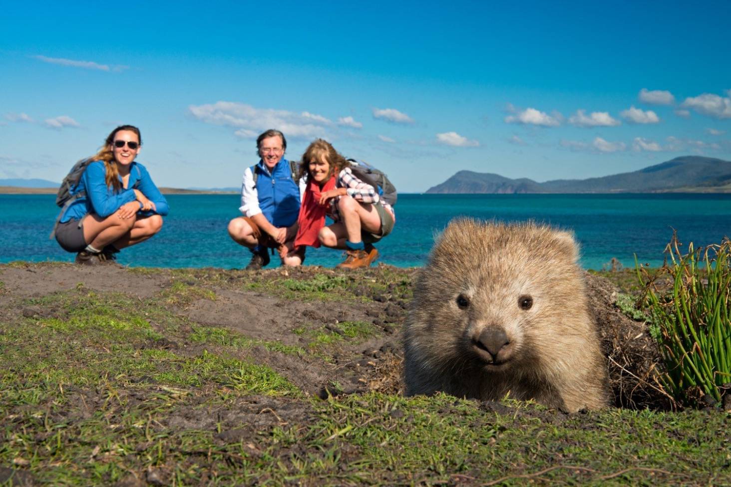 Wombat