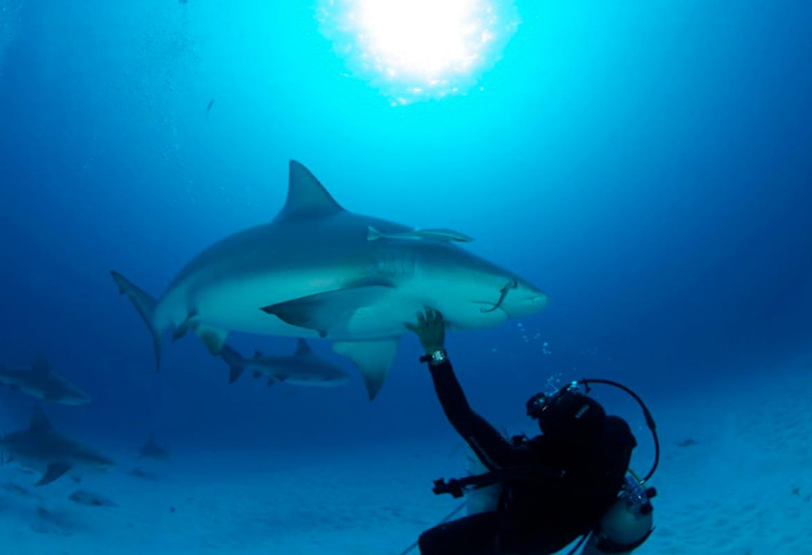 Swimming with a Bull Shark