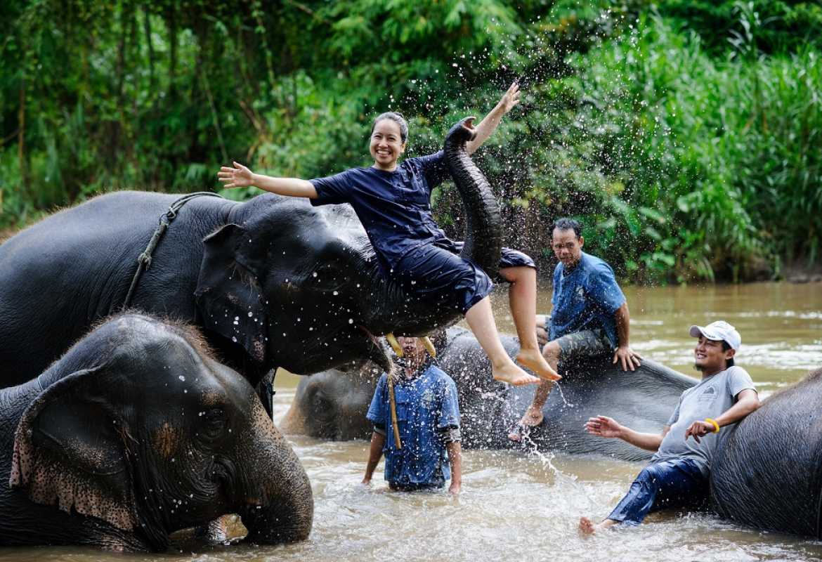 Elephants in Thailand
