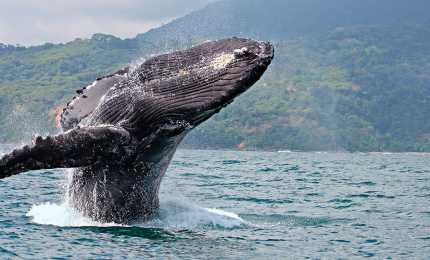 Whale