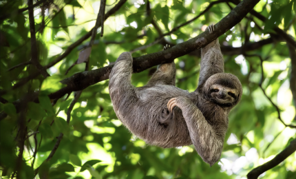 Sloth hanging from a tree
