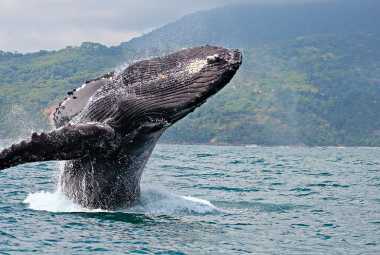 Whale