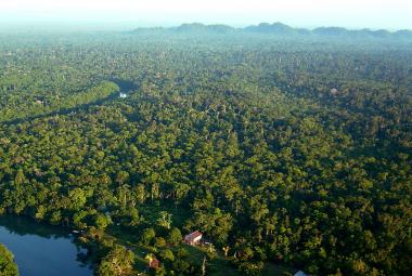 Belize Rainforest